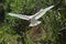 White ibis flying in for a landing in Florida.