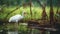 White Ibis is hunting in the swamp