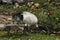 White Ibis looking for food in the Sydney Botanic Gardens next t