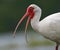 White ibis with mouth open