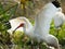 White ibis with outstretched wings in Florida.