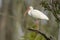 White Ibis perched in tree