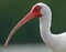 White ibis portrait