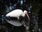 White Ibis is Reflected in Water