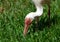 White Ibis Searches for Delicious Bugs