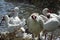 White ibis shaking off in a pool in Florida.