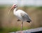 White Ibis Standing on One Foot with Pink Bill and Blue Eyes