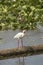 White ibis standing in a swamp in Christmas, Florida.