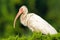 White Ibis Standing in the Trees