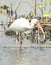 White ibis standing in water