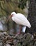 White Ibis stock photo. White Ibis close-up profile view by the water standing on a moss rock with blur background  in its