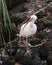 White Ibis stock photos. Close-up profile view standing on a rock with rock and foliage background and foreground in its