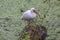 White Ibis in a Swamp