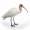 White ibis Threskiornis, isolated on white close-up, a water bird with a long curved beak