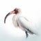 White ibis Threskiornis, isolated on white close-up, a water bird with a long curved beak