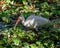 White Ibis wades through the green foliage of the swampy waters