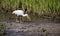 White Ibis wading bird foraging, Pickney Island National Wildlife Refuge, USA