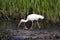 White Ibis wading bird foraging, Pickney Island National Wildlife Refuge, USA