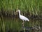 White Ibis wading bird foraging, Pickney Island National Wildlife Refuge, USA