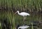 White Ibis wading bird foraging, Pickney Island National Wildlife Refuge, USA