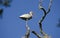 White Ibis wading bird perched in tree, Pickney Island National Wildlife Refuge, USA