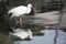 White ibis wading and reflected in a tranquil pond