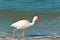 White Ibis walking a tropical surf zone