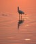 White ibis in water at sunset