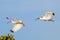 White Ibises in flight