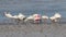 White Ibises and Roseate Spoonbill Foraging, J.N. Ding Darli