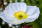 White Iceland poppy