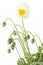 White Iceland poppy (Papaver nudicaule)