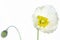 White Iceland poppy (Papaver nudicaule)