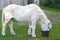 A white icelandic horse.