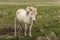 White Icelandic Horse by Fence