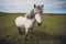 White icelandic horse on field