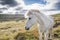 White icelandic horse profile, Iceland