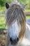 White Icelandic horse stallion with gray mane