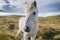 White icelandic horse standing on a grassland in Iceland