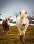 White Icelandic horse walks towards camera