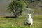 White Icelandic sheep with a round green tree on a background