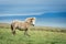 White icelandic wild horse on a grassy field in early morning.