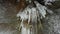 White icicles hang on ceiling of cave. Stalactites formed from frozen water