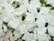 White impatiens, Busy Lizzie, scientific name Impatiens walleriana flowers also called Balsam