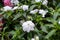 White Impatiens hawkeri, the New Guinea impatiens