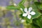 White Inda flower