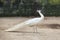 White indian peacock pheasant on soil ground