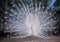 White indian peacock showing beautiful fan tail and dancing on g