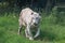 White Indian tiger walking through an open grassland