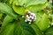 White indigo berry, Randia aculeata in the garden